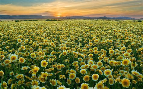 Anime Flower Field Scenery Wallpapers - Wallpaper Cave