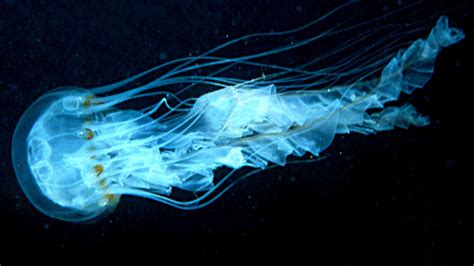 glowing sea creatures - Google Search | Sea creatures, Bioluminescence ...