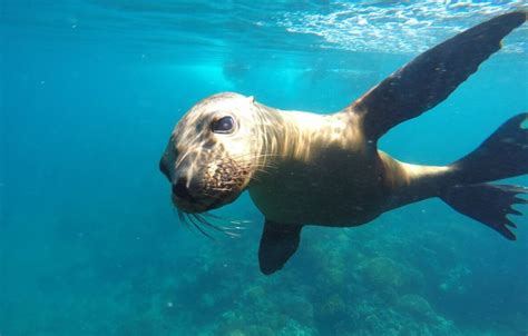 Espíritu Santo Island Tour | Explora Baja