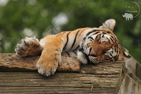 Amur Tiger Cub sleeping - ZooChat