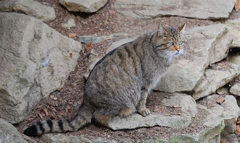 Gato montés: todo lo que hay que saber de este felino en peligro de ...