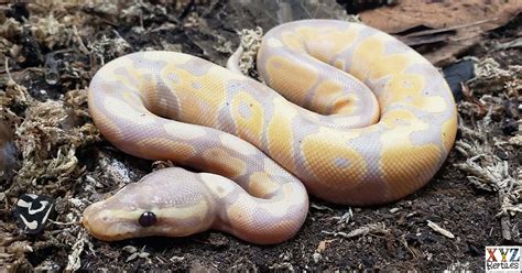 what are the best beginner snakes - XYZReptiles