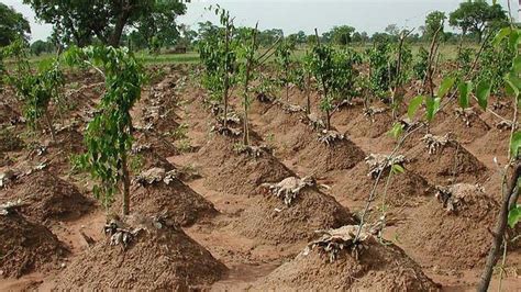 How To Start Yam Farming In Africa