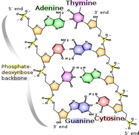 Chemical structure of DNA, displaying four nucleobase pairs made by ...