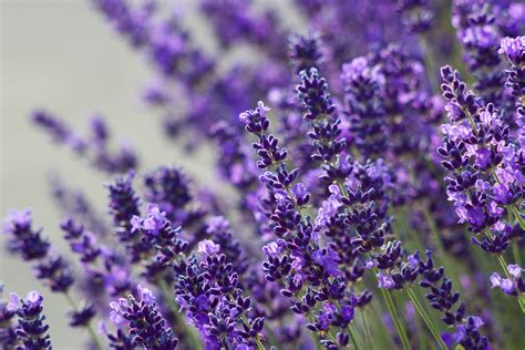 Knowing the different lavender even if you are not an expert - Pacific ...