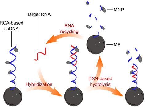 Working principle of microRNA detection based on MP-RCA-NP ...