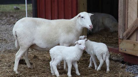 Katahdin – National Breeding Center (Belize)