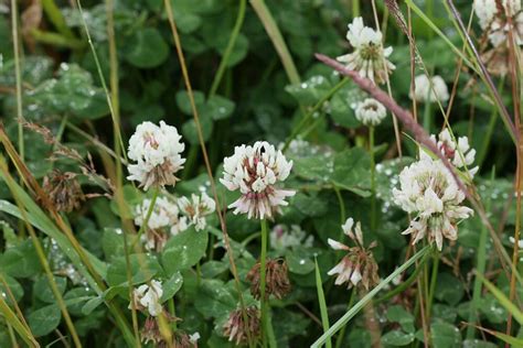 Alsike Clover: Identification, Edibility & Uses | ForagingGuru