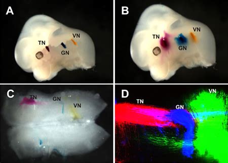 Combining Lipophilic dye, in situ Hybridization, Immunohistochemistry ...