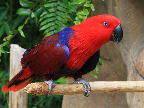 Eclectus Parrot | Alexandria Zoo