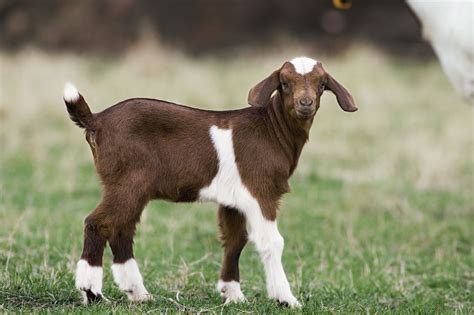 The Best Goat Breeds to Raise for Meat