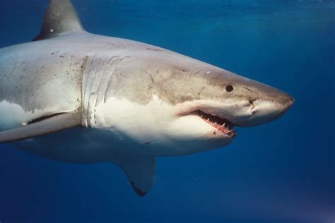 Fantastica Animal: Great White Shark