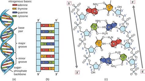 Dna Structure Labeled Hydrogen Bonds | www.pixshark.com - Images ...