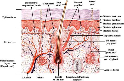 Skin Diagram Labeled Skin Layers Diagram Labeled