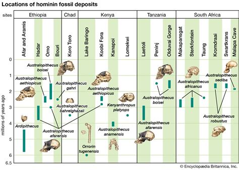 Australopithecus Sediba Timeline