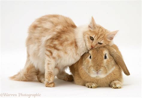 Pets: Ginger rabbit and cat photo - WP18021