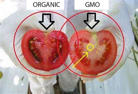 🐈 Difference between organic and gmo. GMO vs. Organic. 2022-11-01