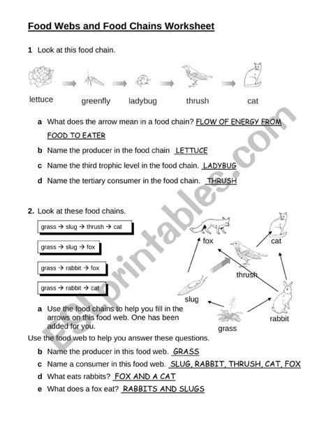 Food Chain Trophic Levels Worksheet - Worksheets For Kindergarten