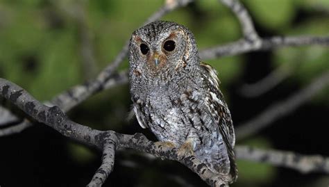 Owls in Ohio (10 Species with Pictures) I OwlsFact