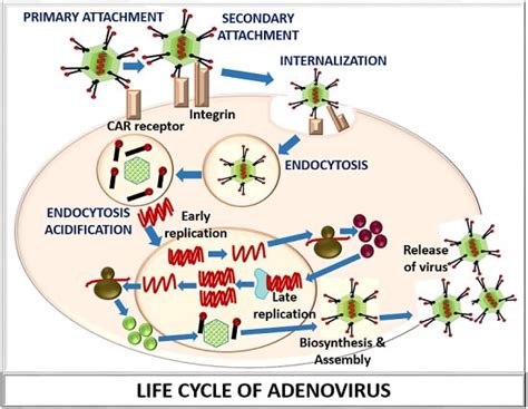 Life Cycle of Adenovirus? Stages, Multiplication & Host-Virus ...