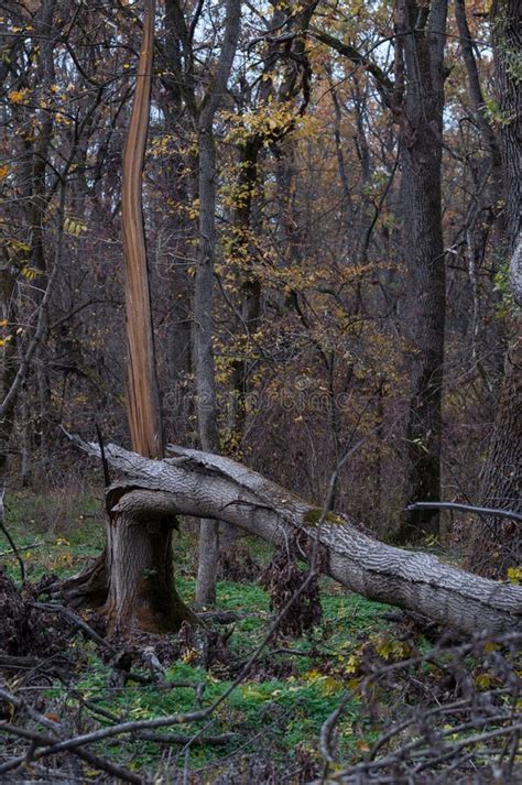 Tree Broken by Storm during Autumn, Hit by Lightning Stock Image ...