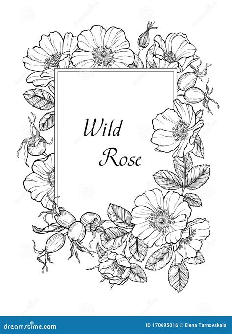 Rose Flower Border Design Drawing - Found 12 free rose drawing ...