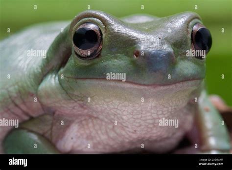 Close up dumpy tree frog / White's tree frog Stock Photo - Alamy