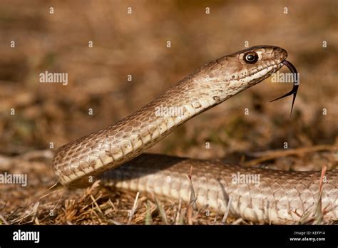 Coachwhip snake hi-res stock photography and images - Alamy