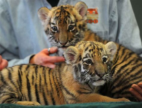 Baby tiger cubs get media showing at Beardsley Zoo