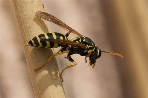 Difference Between Wasp and Hornet Sting l Wasp vs Hornet Sting