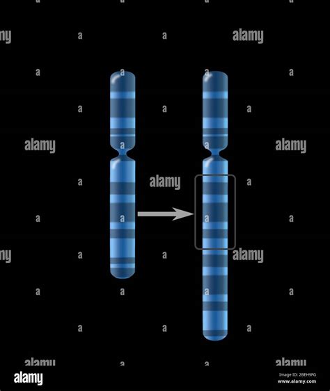 Chromosome Duplication, Illustration Stock Photo - Alamy