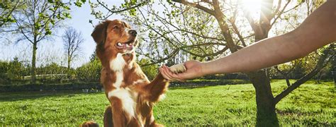 Six Major Benefits of Dog Training | Highland Canine Training