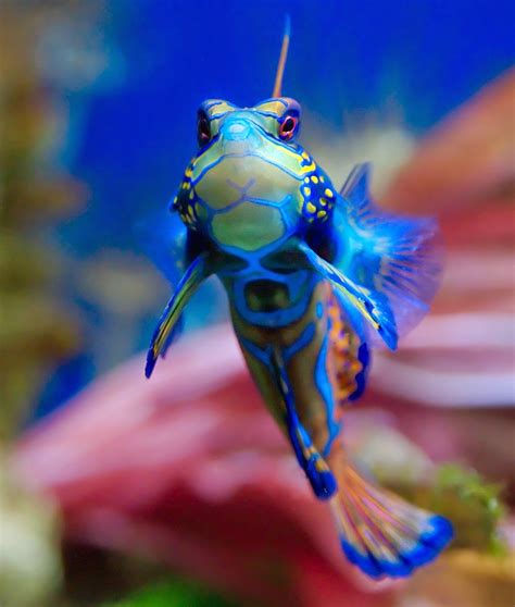 Top 10 Most Colorful and Beautiful Fish | Mathias Sauer