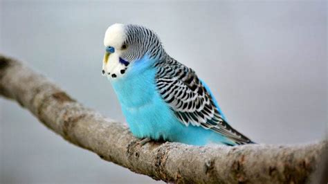 Budgie Names (1300+ Cute & Popular Male & Female Ideas)