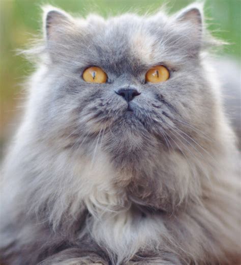 Learn About The Persian Cat Breed From A Trusted Veterinarian