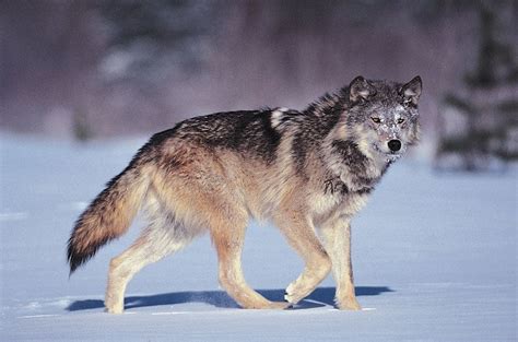 Gray wolf | Size, Habitat, Diet, Predators, & Facts | Britannica