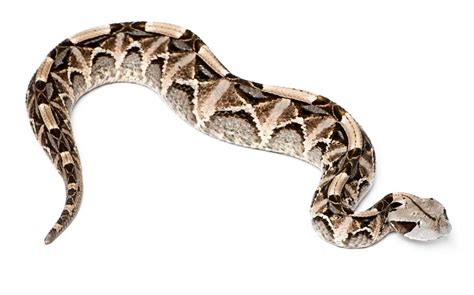 Awesome Animal Fact - Long-fanged Gaboon Viper - Stan C. Smith