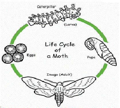 Atlas Moth Life Cycle