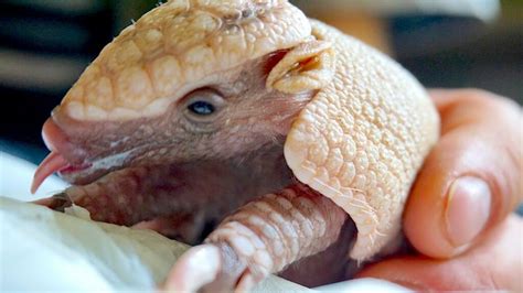 Baby Armadillo Photos, Videos, and Facts - Animal Hype