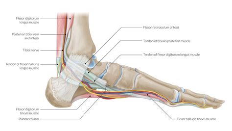 Diagram Of Foot And Ankle Tendons