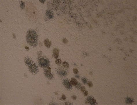 Penicillium | Mold-Help.org - The world's largest TOXIC MOLD website