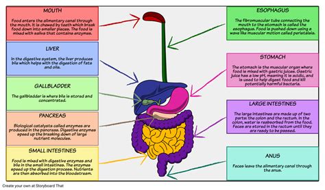 Digestive System - Diagram: In this activity students will produce a ...