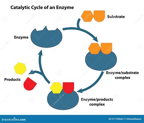 Substrate and Enzyme in Catalytic Cycle Stock Vector - Illustration of ...