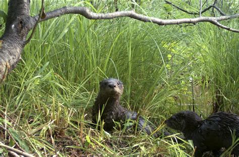 North Dakota may join states that allow otter trapping | The Spokesman ...