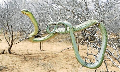 [WATCH] - Meet the most venomous African snake | South Coast Sun