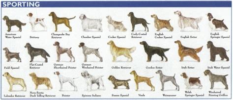 The 7 Dog Breed Groups Explained – American Kennel Club | Akc dog ...