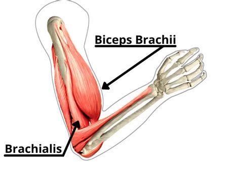 How to Fix Brachialis Muscle Pain (7 Proven Treatments) - Facts & Physio