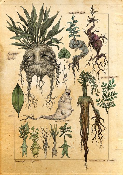 Lost in Blood & Mandrake Brew | Botanical drawings, Botanical ...