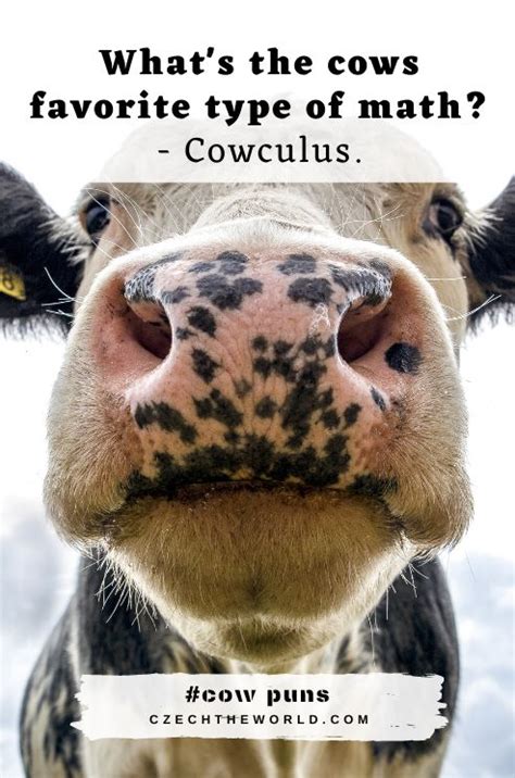 155 Best Cow Puns and Jokes that are Simply Legen-dairy! | Cow puns ...