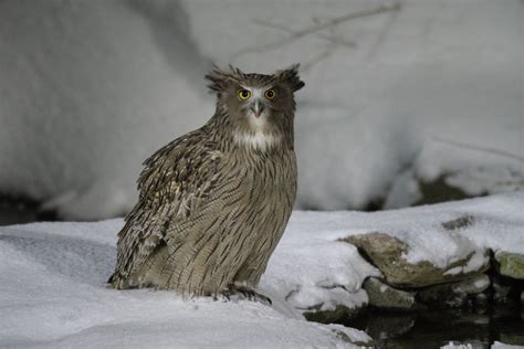 Blakiston's Fish Owl | Blakiston's Fish Owl is the largest O… | Flickr